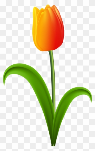 Search Clip Art Png Clip Art, Is - Tulip With Stem Clipart Transparent Png