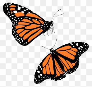 9/13/2016 2 - 57 - Light Monarch Butterfly Clipart - Png Download