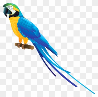 Blue Parrot Png Clipart - Blue And Yellow Macaw Clipart Transparent Png