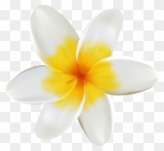 Collection Of Free - White And Yellow Flower Png Clipart