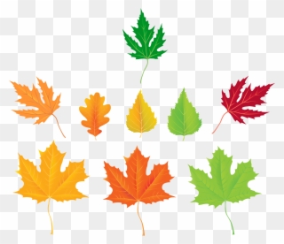 Autumn Leaves Collection Png Clipart - Clip Art Transparent Png