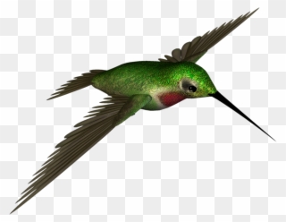 Free High Resolution Graphics And Clip Art - Hummingbird .png Transparent Png