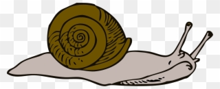 Snail Download Computer Icons Slug Presentation - Sea Snail Clipart - Png Download