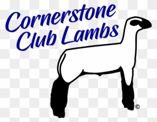 Show Lambs Amp Sheep For Sale Cornerstone Club Lambs, - Club Lamb Clipart