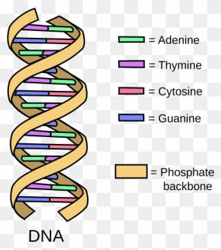 Clipart Definition Research Paper - Normal Dna Italian Dna - Png Download
