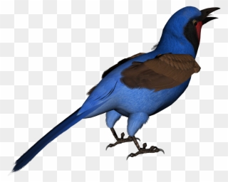 Posted By Todd A At - Swallow Clipart