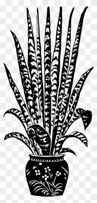 Vector - House Plant Black And White Clipart