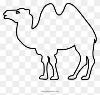 Dromedary Bactrian Camel Book - Camello Bactriano Para Dibujo Clipart