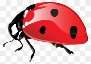 Ladybugs 017 - Gifok - Net - Ladybird Beetle Clipart