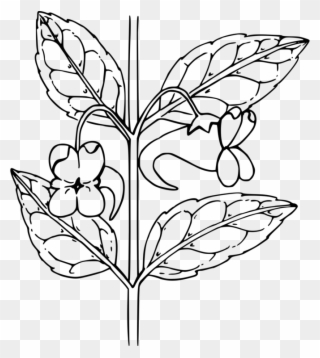 All Photo Png Clipart - Outline Of A Flower Transparent Png