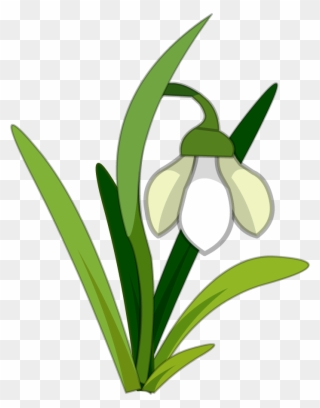 Snowdrop Flower Clipart - Png Download