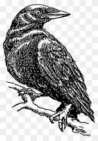 Crow - Crow Cliparts Black And White - Png Download