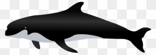 Whales, Dolphins, Clip Art, Whale, Illustrations - Paus Png Transparent Png