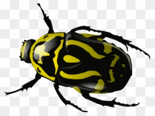 Insect Clipart Beatle - Beetle Clip Art - Png Download