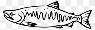 Salmon Clipart Tiny Fish - Pacific Salmon Black And White - Png Download
