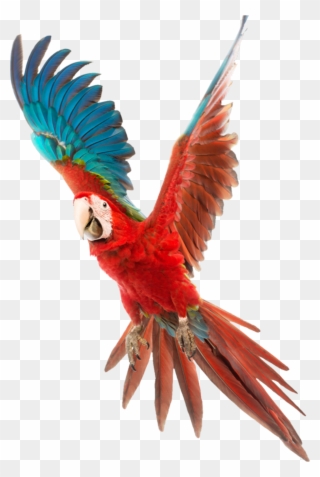 Vector Free Download Bird Budgerigar Cockatiel Cage - Colorful Birds Png Clipart