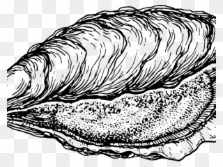 Clams Clipart Oyster - Free Oyster Clipart - Png Download
