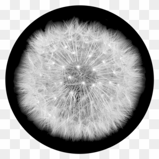 Dandelion Clipart Wind Drawing - Apollo Dandelion Puff Glass Gobo Sr-1019 - Png Download