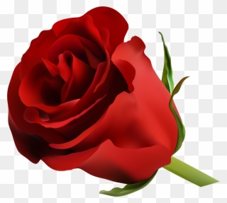 Red Rose Png Clip Art Image Pinterest - Beautiful Blue Rose Flowers Transparent Png