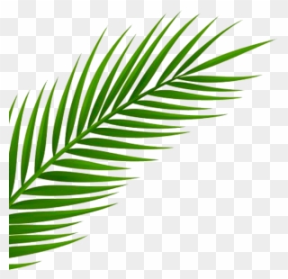 Inspired By A Recent Trip To Miami By Our Creative - Palm Leaf Png Free Clipart