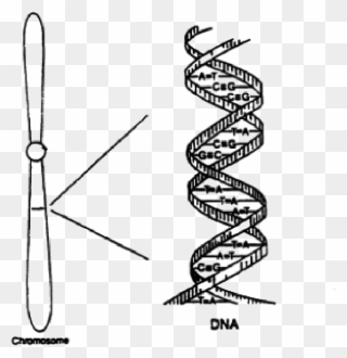 Jpg Freeuse Library A Sketch With Small - Sketch Of Dna Structure Clipart