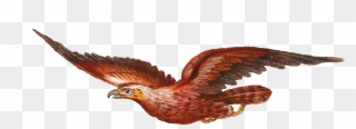 Wonderful Animals Vintage Bird Clip Art 1448 X 903 - Clipart Bird Of Prey - Png Download