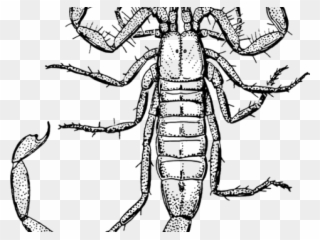 Original - Death Stalker Scorpion Drawing Clipart