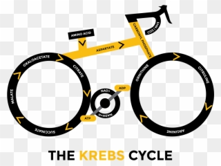 Kill Cancer With Oxygen And Ketogenic Diet - Citric Acid Cycle Meme Clipart