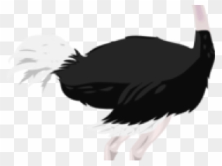 Ostrich Clipart Ostritch - Common Ostrich - Png Download
