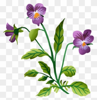 Pansy - Pansy Transparent Background Clipart