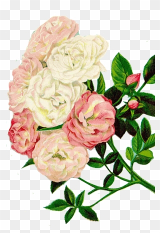 Roses Clipart, Floral Clipart, Flowers - ภาพ ตัด ปะ ดอก กุหลาบ - Png Download