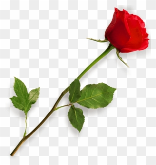 Red Rose Clipart Long Stem - Rose Png Transparent Png