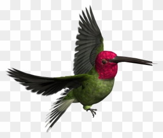 Birds Png Images Free Download Bird - Pajaro Imagen Png Clipart