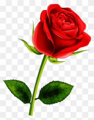 Soledad Red Flowers, Pretty Flowers, Red Roses, Single - Rosa Vermelha Bela E A Fera Png Clipart