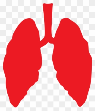 As Hurricane Michael Approaches Florida, Residents - Lungs Png Clipart