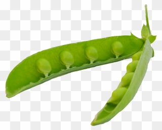 Peas Clipart Green Object - Pea Pod Png Transparent Png