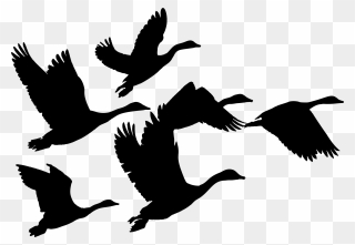 Gaggle Of Geese Silhouette - Geese Flying Clip Art - Png Download