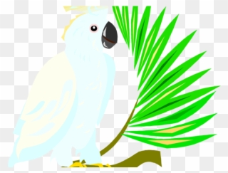 Drink Clipart Parrot - Sulphur-crested Cockatoo - Png Download
