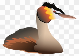 Free Podiceps Cristatus - Grebe Clipart - Png Download