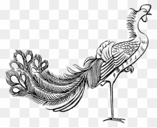 Stroke Drawing Bird - Peacock Black And White Png Clipart