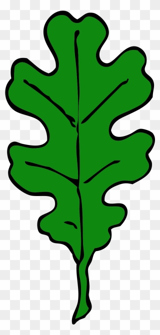 Forest, Oak Leaf, Green, Leaf, Tree, Leaves, Oak - Red Oak Leaf Clip Art - Png Download