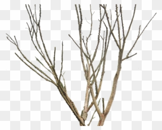 Dead Tree Clipart Old - Dead Tree Png Transparent