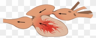 High Steaks, Microbes, Tmao Oh My - Heart Structure Of Fishes Clipart