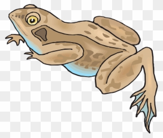 Brown Frog Cartoon Clipart