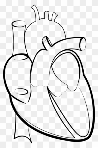 Drawing Line Art Heart Hartlijn - Outline Image Of Human Heart Clipart