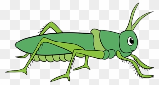 How To Draw Grasshopper - Easy Way To Draw Grasshopper Clipart