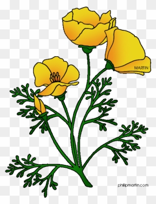 Ca Poppy - California Golden Poppy Drawing Clipart