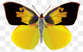 Dogface Butterfly - California Dog Face Butterfly Clipart
