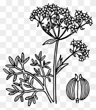 Free Anise - Anise Flower Drawing Clipart