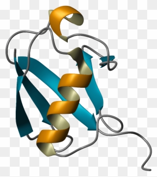 For Example, The Protein Ubiquitin Has Nearly The Same - Cartoon Proteins Png Clipart